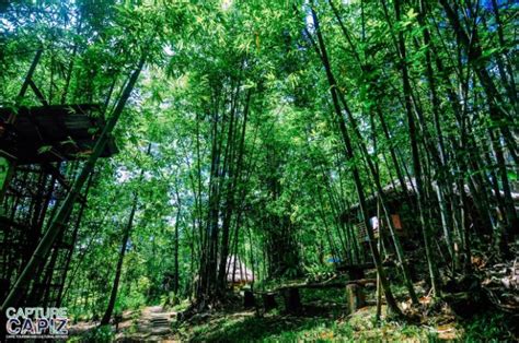 The Capiz Ecology .